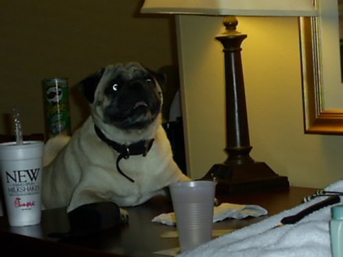 Pug dog sitting at a desk with a lamp and various items in the background.