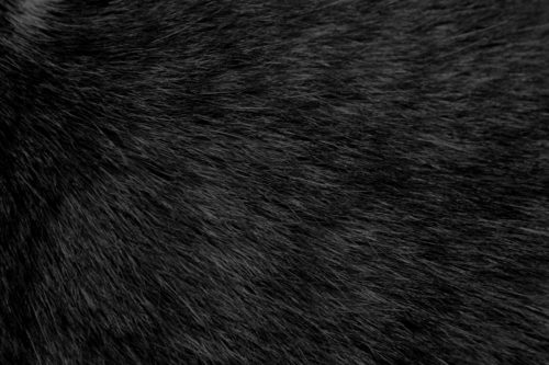Black fur close-up showing fine texture and natural sheen.