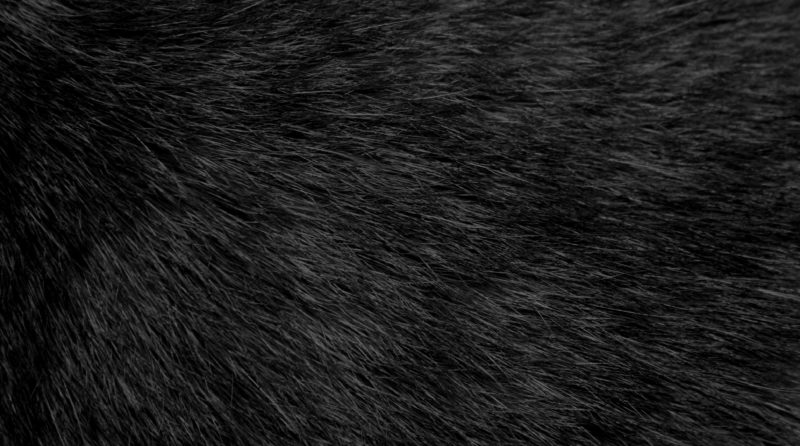 Black fur close-up showing fine texture and natural sheen.